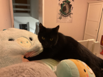 Candykitty