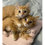 Lay’s cats