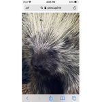 Porcupines united