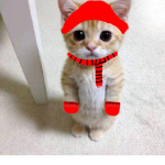 Elgato the Susy cat