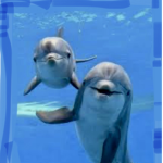 Ocean Experience!