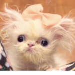 ekittens >.<