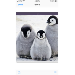 Penguin gaming
