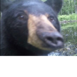 Høney Bèarś