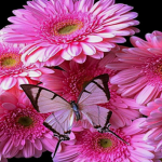 Pink angels fan group<3