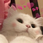 I LOVE CATS AND ALSO YOOU