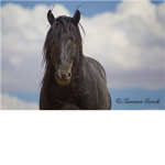 Celestial Herd (Wild Horse RPG)