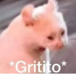 Gatitos miau miau xd