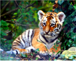 SAVE WILDLIFE
