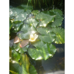 Lina_333312