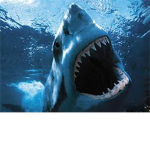 Fight JAWS
