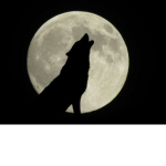 The Wolves of the Midnight Moon