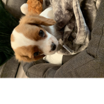 Puppu