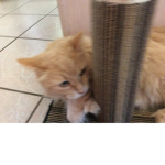 OmegaCatAttack