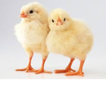 Las Amigas super chic