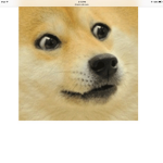 DOGE RULZ