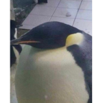 Penguin's Friends and Pals