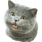 happy cat cheezbrugers co.