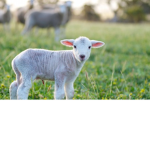 Animal matters!
