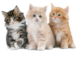 Cats are epic love them now. It is not an option.