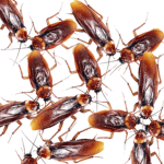 The Roach Club!