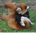 Chill Red Panda Bois