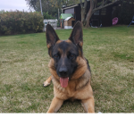 DOG MANNE version noah