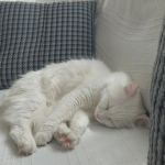 Bean Hooman's Fan Group