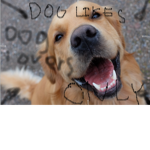 Dog likes only