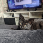Hello am poppyJanet123