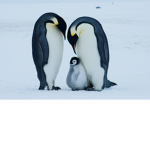 Penguin98 fan group