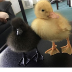 Duckyz; dhc