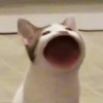 Meme Cat family