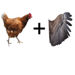 greasy chicken wings