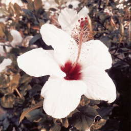 ❀