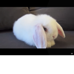 #The bunnies GROUP