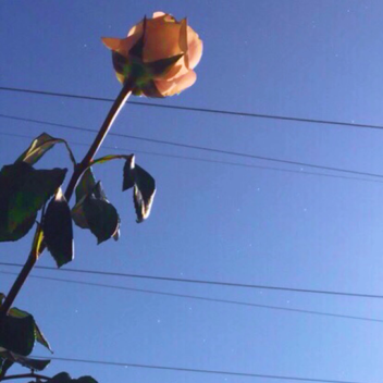 ᴀʟʟ ᴛᴏ