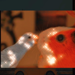 Darcyparcy