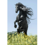 black horse group
