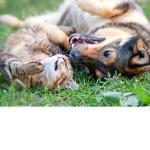 i luv dogs and cats