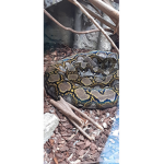 Snake bois