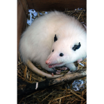 The White Possum Fan Group