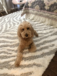 Puppy Squad fun!