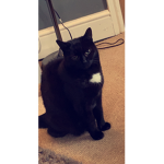 Louie has a very cool cat