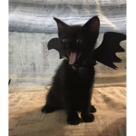 VAMP ON TOP