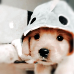 Evan puppy squad