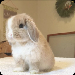 Bunny run