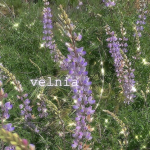 velnia