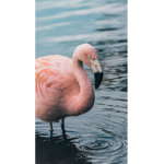 Animal_Saving