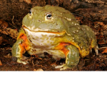 The frogs and the toads clan